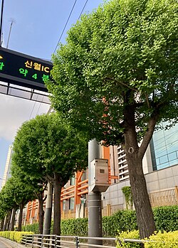 부천대학교 신흥로, 신흥로56번길(대학길삼거리)