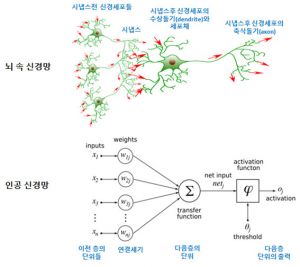 뇌 속 신경망과 인공 신경망.jpg